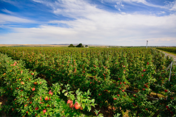 Honeycrisp