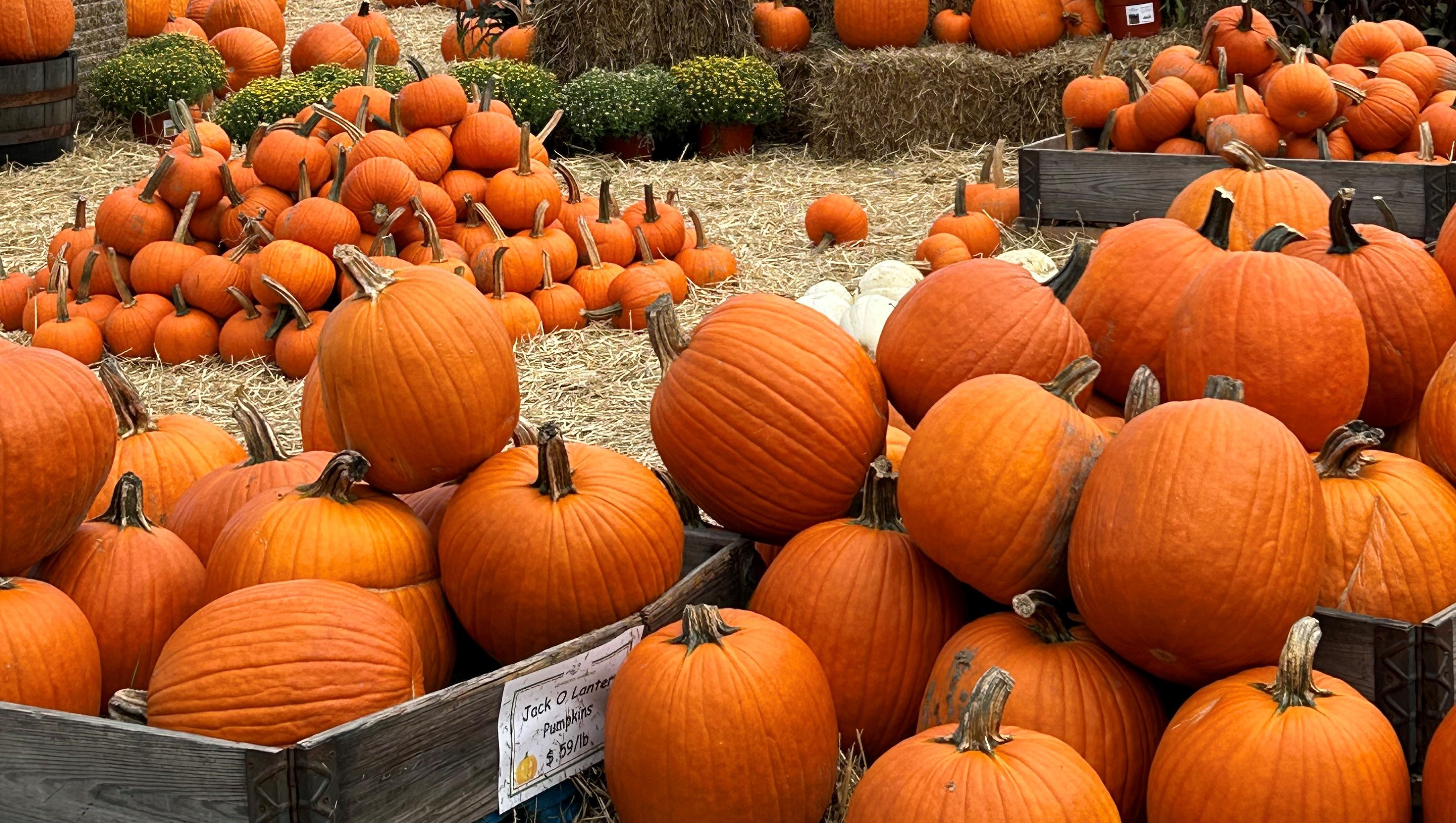 pumpkin patch